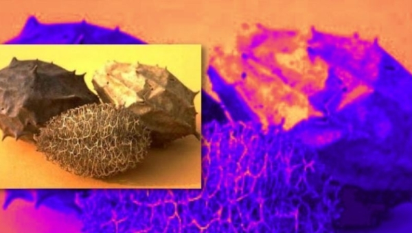 Imagem do fruto da Luffa operculata, planta vulgarmente conhecida por "cabacinha", a qual entra na composição das "Pílulas do Dr. Mattos" 